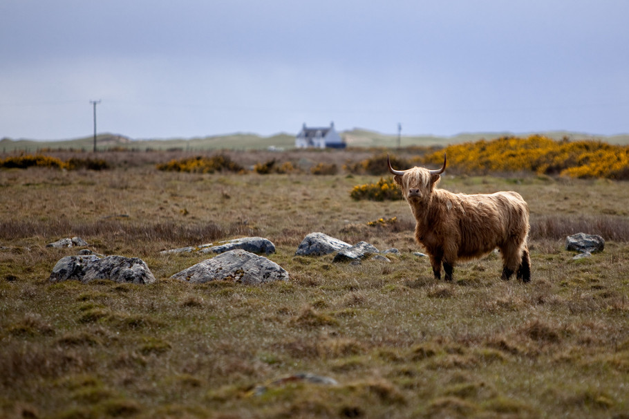 highland_cow
