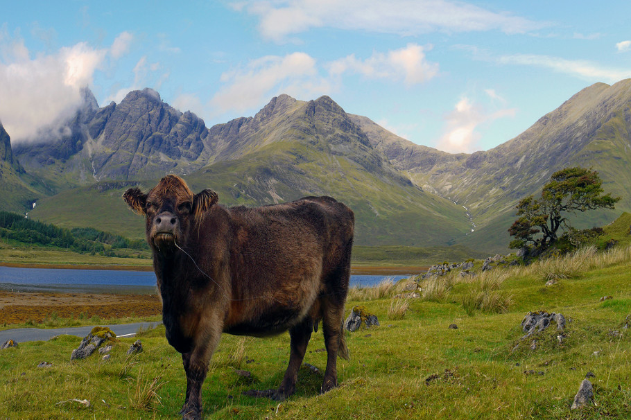 highland cow cuillins isle of skye
